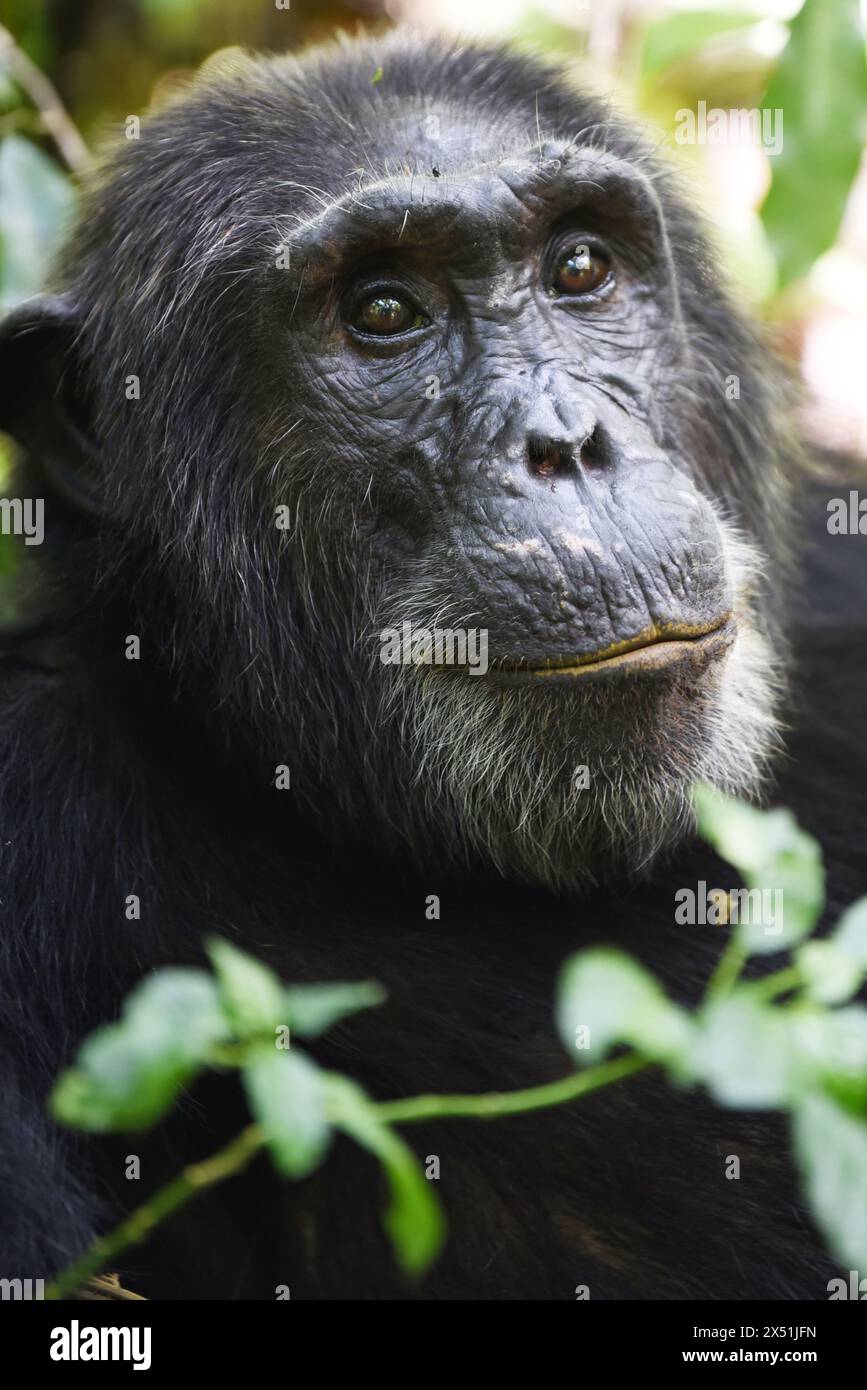 Ritratto ravvicinato del volto di uno scimpanzé, catturato in un'immagine frontale e verticale, che mostra le sue caratteristiche espressive su uno sfondo di S naturali Foto Stock