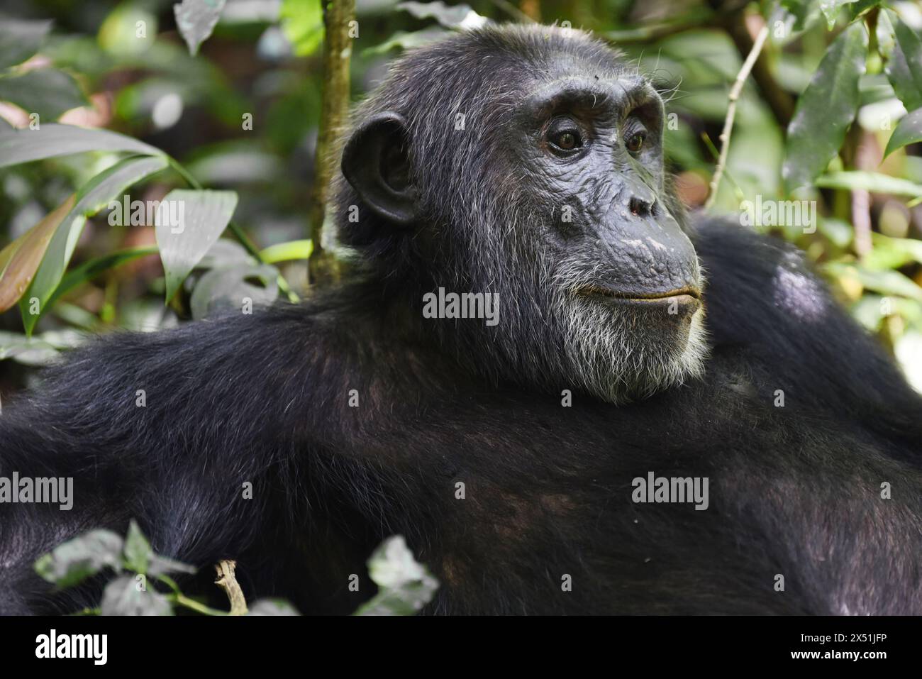 Ritratto di uno scimpanzé pensivo nel Parco Nazionale di Kibale, in Uganda, che riflette la sua natura introspettiva e la profonda contemplazione in mezzo alla lussureggiante vegetazione. Foto Stock