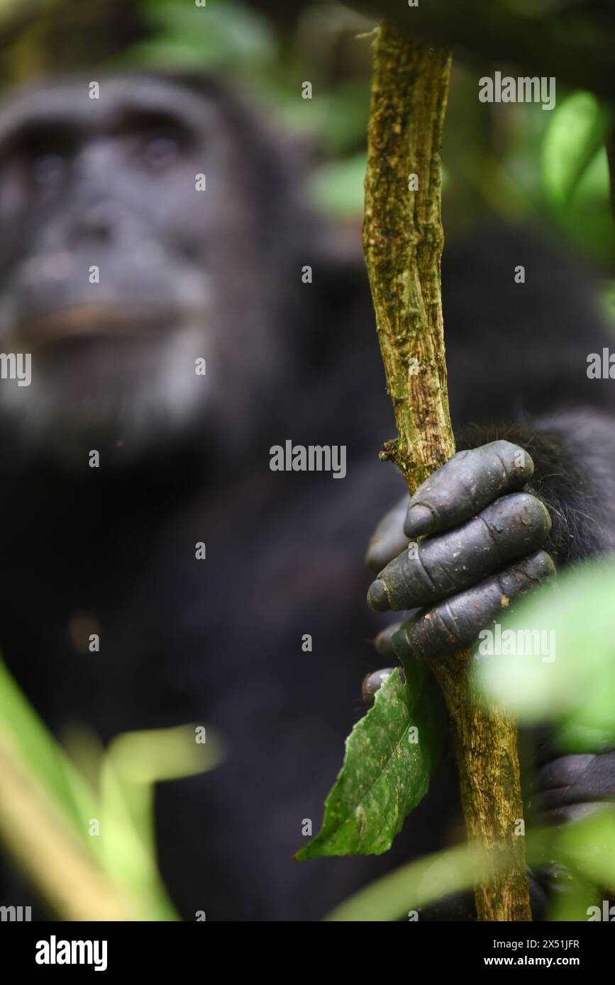 Primo piano della mano di uno scimpanzé nel Parco Nazionale di Kibale, che mostra le sue intricate caratteristiche e manualità, una testimonianza dell'intelligenza e degli adattati Foto Stock
