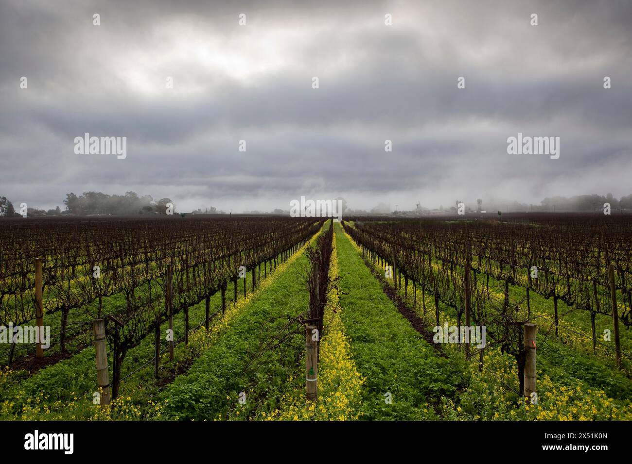 Le nuvole si stendono sui vigneti dormienti a Napa, California Foto Stock