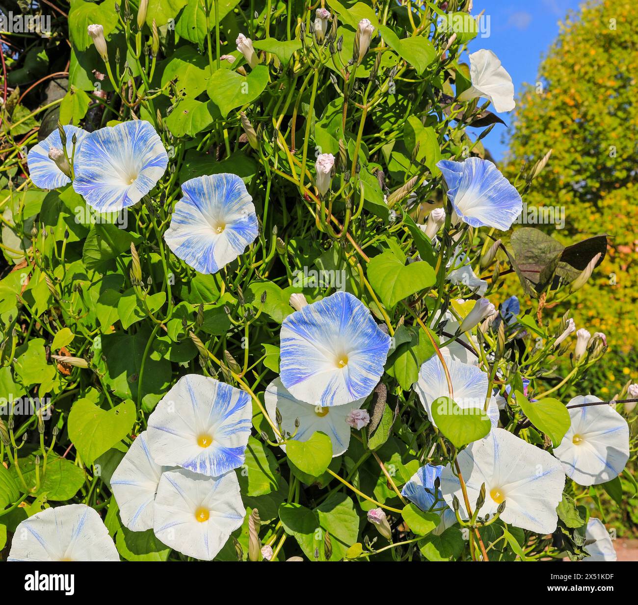 I fiori azzurri e bianchi di Ipomoea Tricolor "Blue Star", Light Blue Morning Glory o convolvulus tricolor, Devon, Inghilterra, Regno Unito Foto Stock