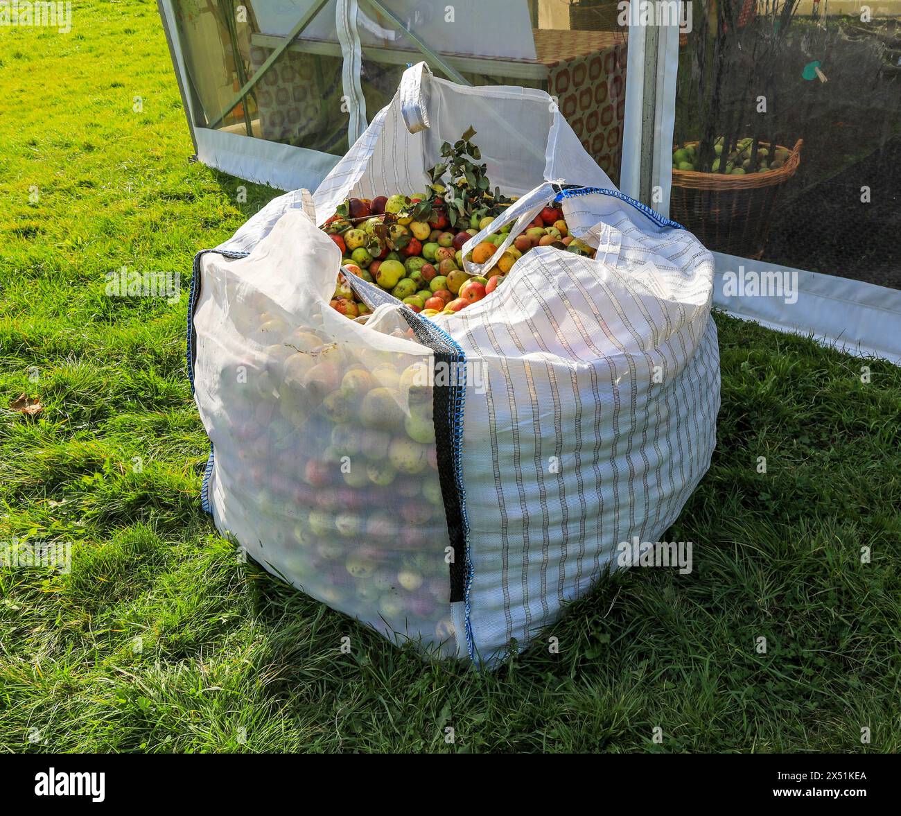 Un grande sacchetto di plastica di mele, Devon, Inghilterra, Regno Unito Foto Stock