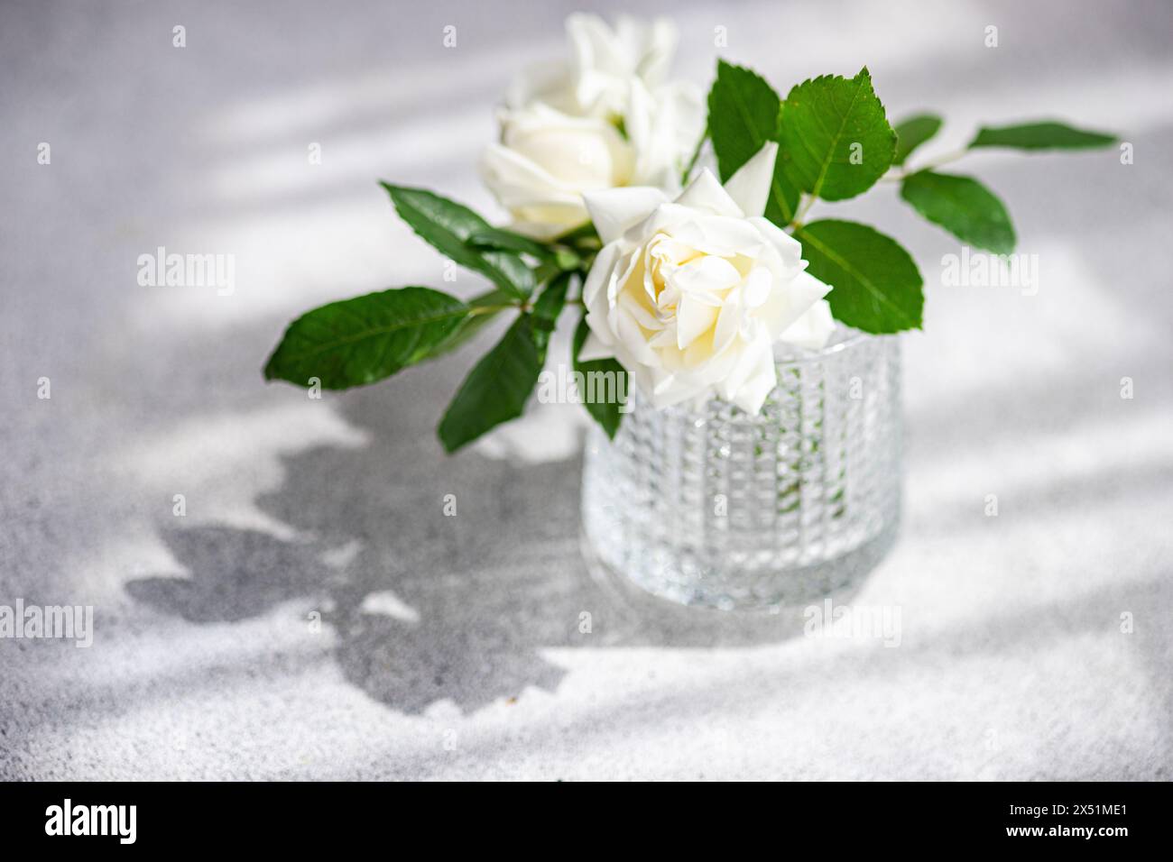 Primo piano di fiori di rosa bianchi Foto Stock