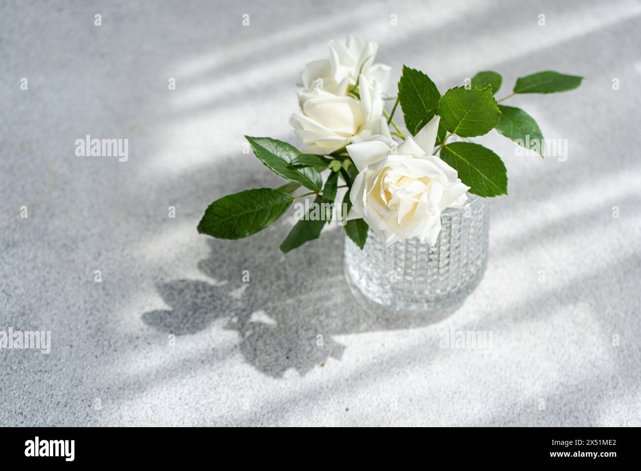 Primo piano di fiori di rosa bianchi Foto Stock