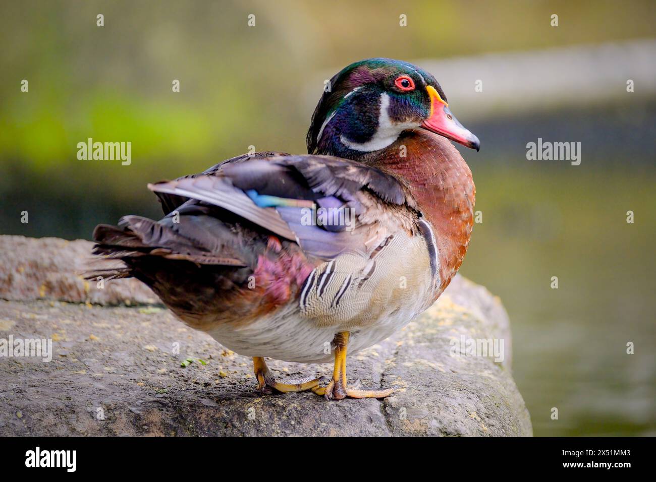 Anatra in legno maschile arroccato su uno stagno Foto Stock