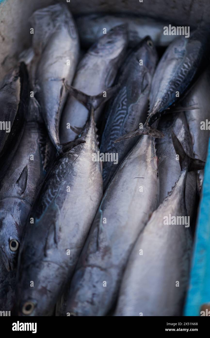 Pesce pescato, pesce in container, Bali, Jimbaran. Foto Stock
