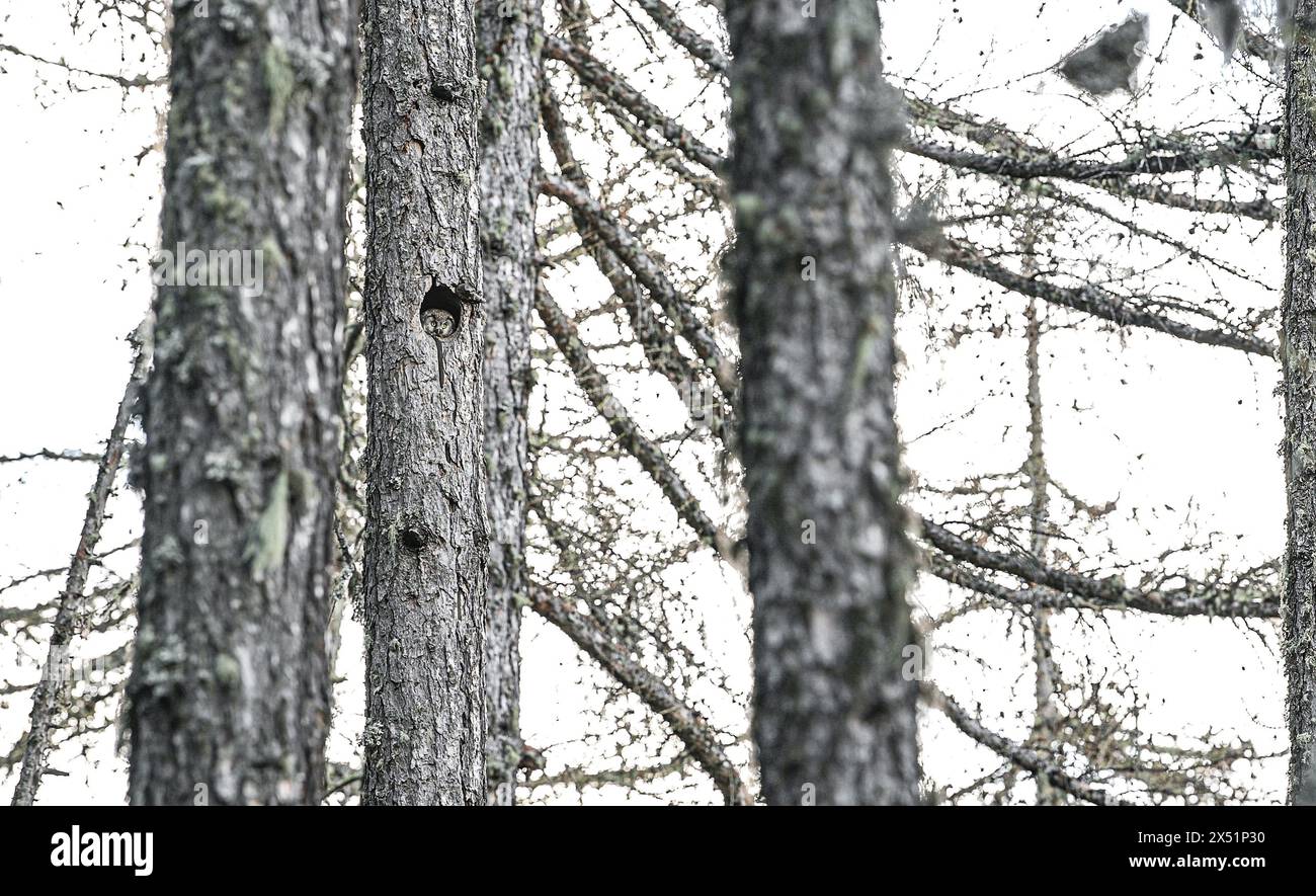 Nella foresta boreale (Aegolius funereus) Foto Stock