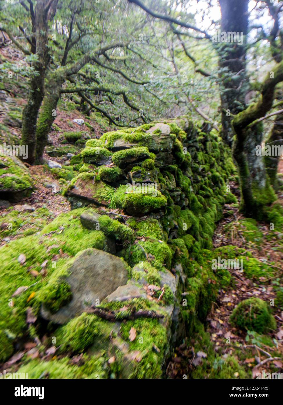 Un muro di cartongesso coperto di muschio rotto circondato da antiche querce in una foresta pluviale celtica nel Parco Nazionale di Eryri, Galles Foto Stock