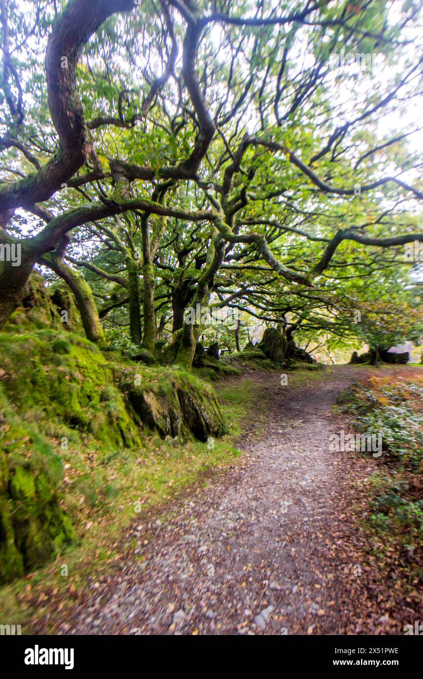 Rami contorti di querce gallesi, sovrastanti un sentiero nel passo Nant Gwynant nel Parco Nazionale di Eryri in Galles Foto Stock