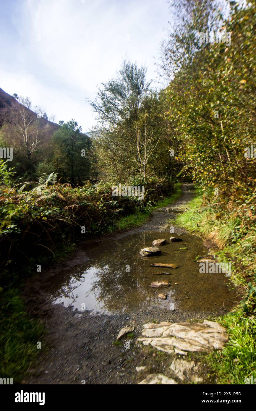 Una piscina dopo recenti piogge in un sentiero nel bosco del Parco Nazionale di Eryri in Galles. Foto Stock