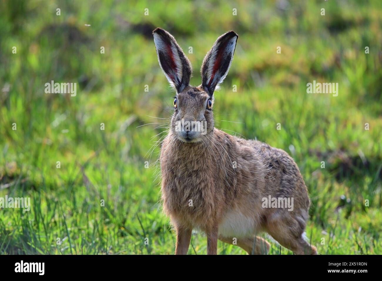 Brown lepre Lepus europaeus Foto Stock