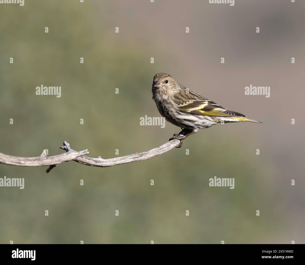 Un Pine Siskin durante la stagione migratoria in Arizona Foto Stock