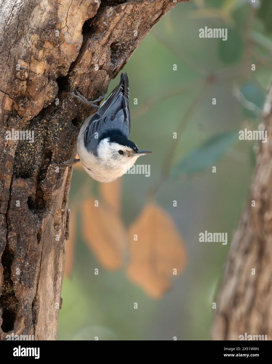 Un Nuthatch dal petto bianco in Arizona Foto Stock