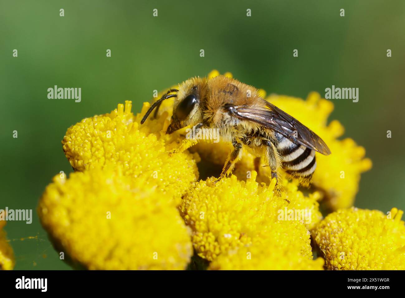 Seidenbiene, Blütenbesuch auf Rainfarn, Colletes spec., Colletes, gesserer bee, la collète, Seidenbienen, api intonacatrici Foto Stock