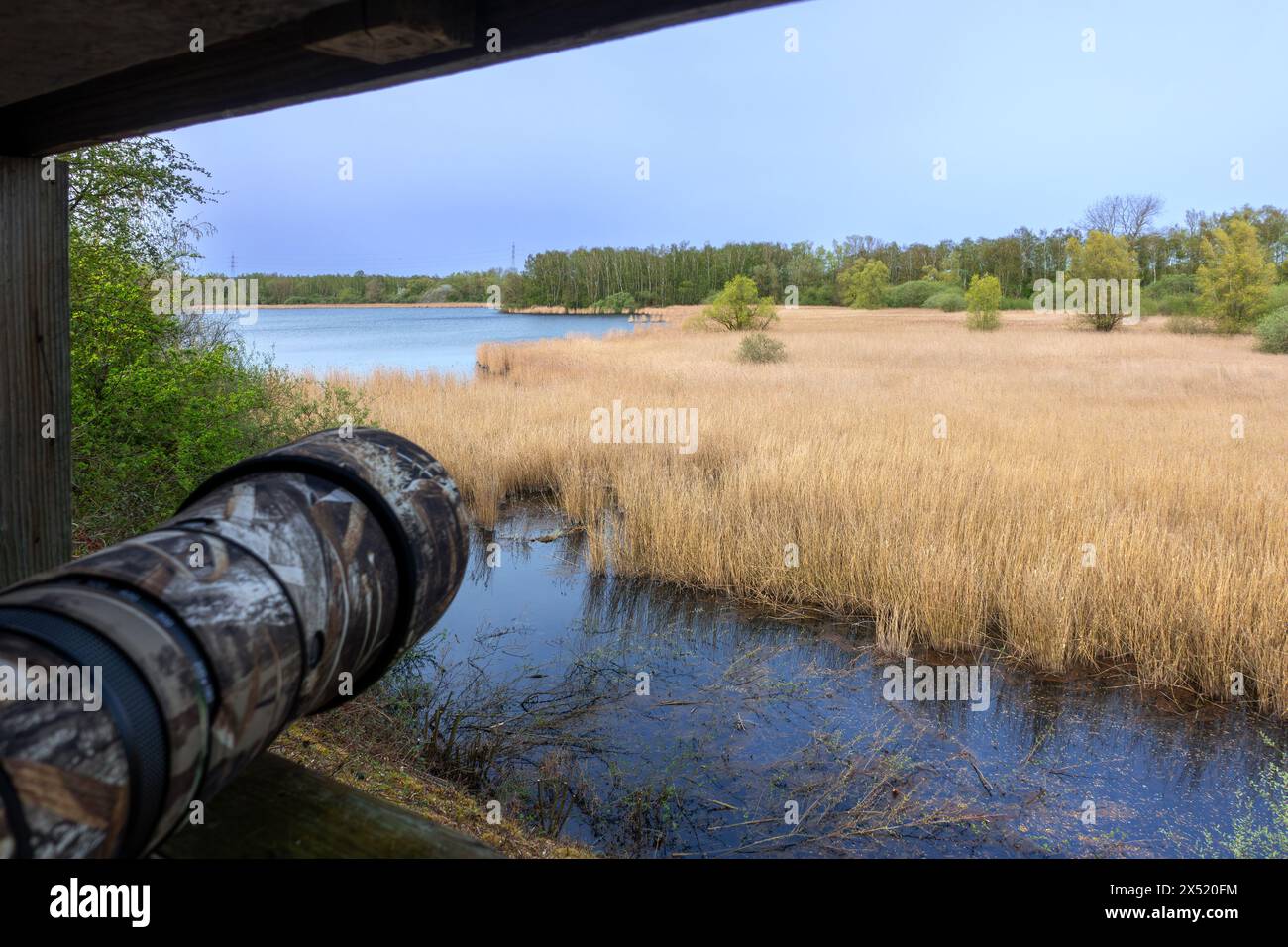 Teleobiettivo / teleobiettivo di fotografo faunistico che punta al lago e al letto di canne dal nascondiglio degli uccelli nella riserva naturale di Marais d'Harchies, Hainaut, Belgio Foto Stock