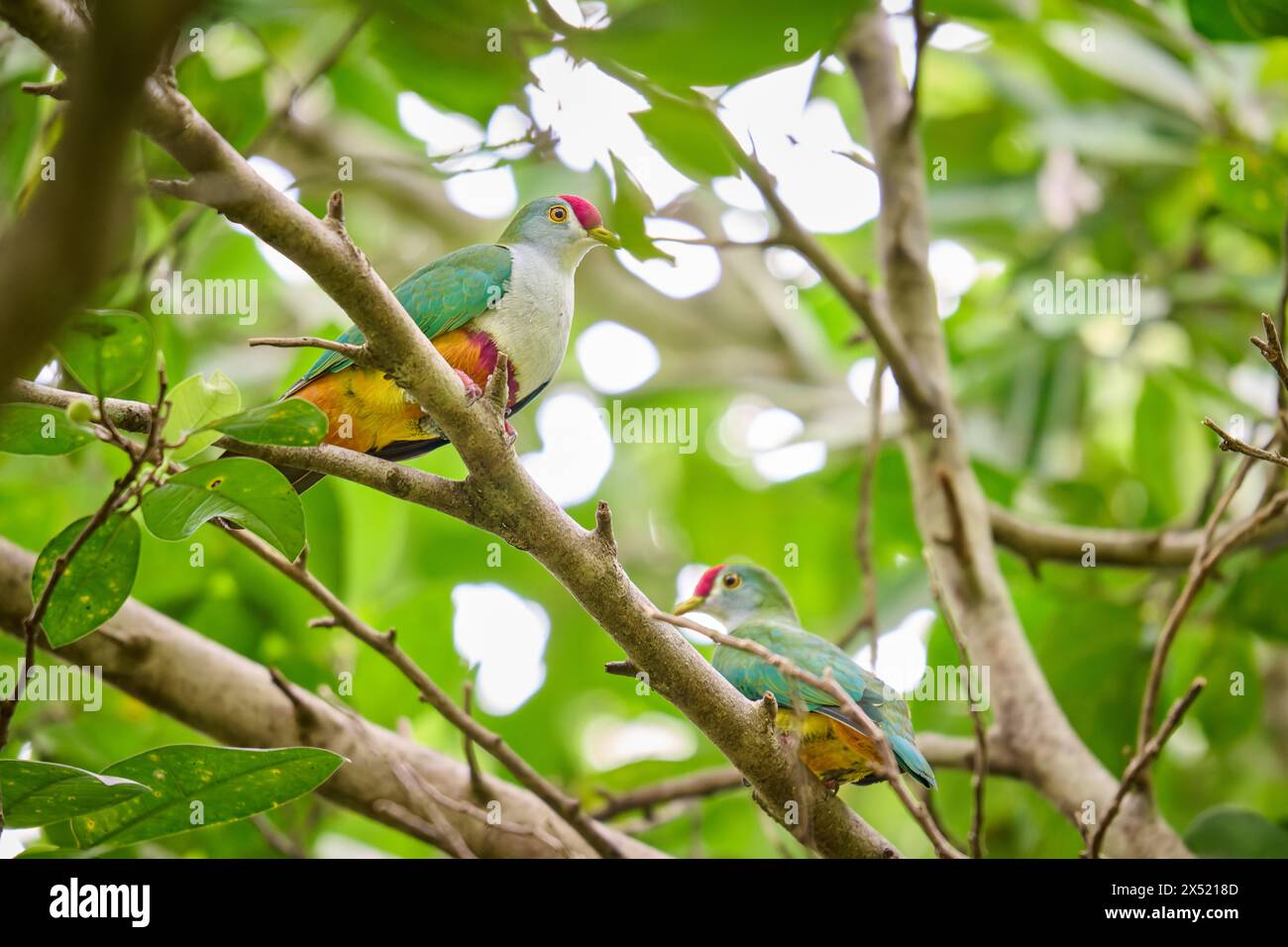 Splendida colomba di frutta conosciuta anche come piccione con la facciata di rose o colomba di frutta con il cappio cremisi, Ptilinopus pulchellus, Raja Ampat Biodiversity Nature Resort Foto Stock