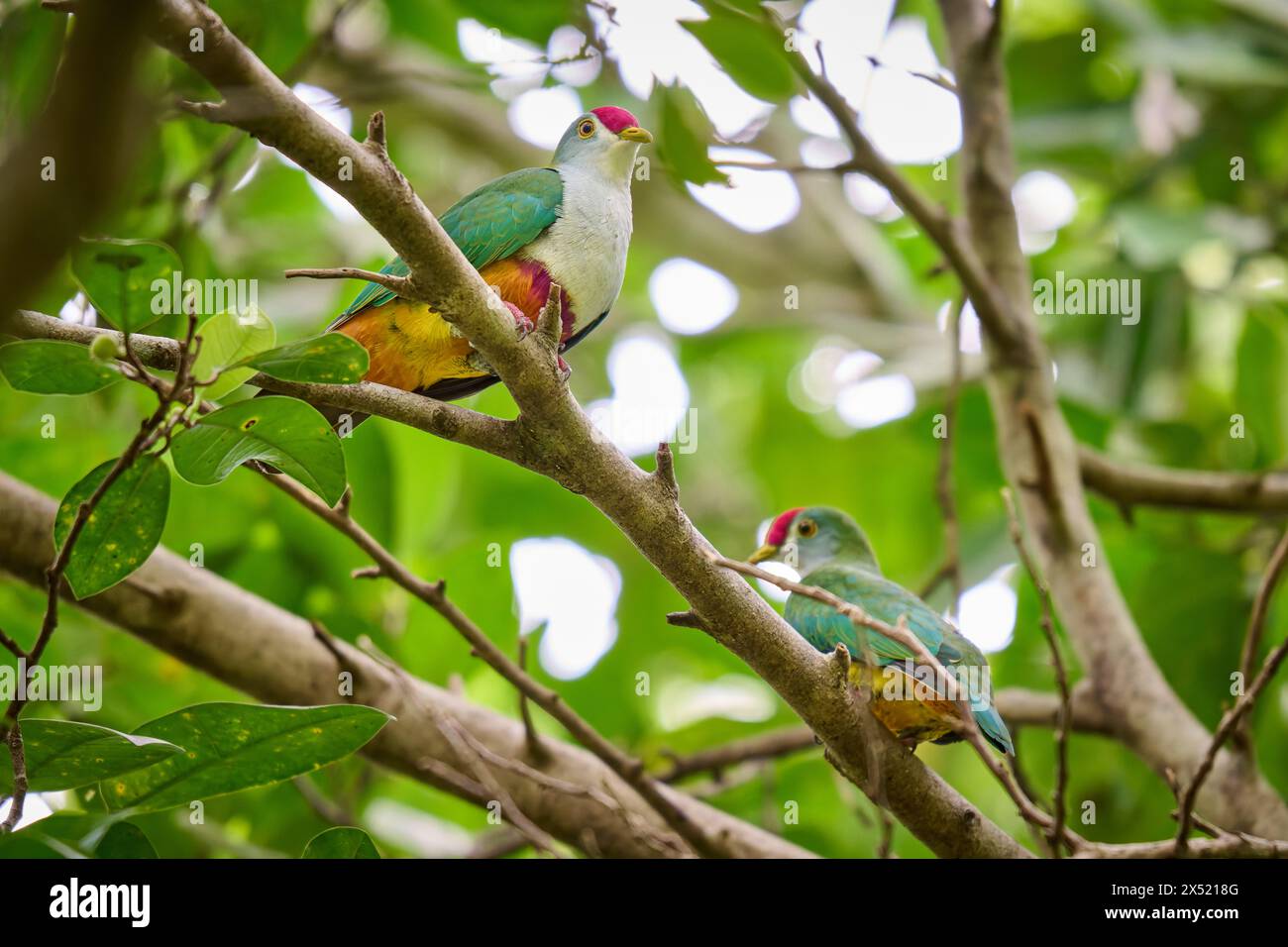 Splendida colomba di frutta conosciuta anche come piccione con la facciata di rose o colomba di frutta con il cappio cremisi, Ptilinopus pulchellus, Raja Ampat Biodiversity Nature Resort Foto Stock