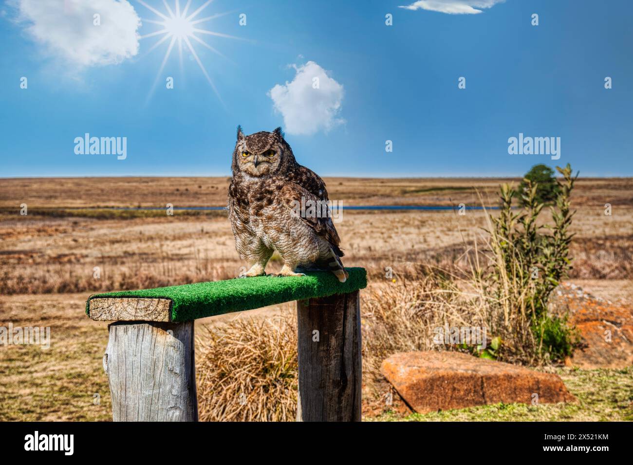 gufo appoggiato su una recinzione di legno, riserva ornitologica, all'aperto, asciutta savana alle spalle Foto Stock