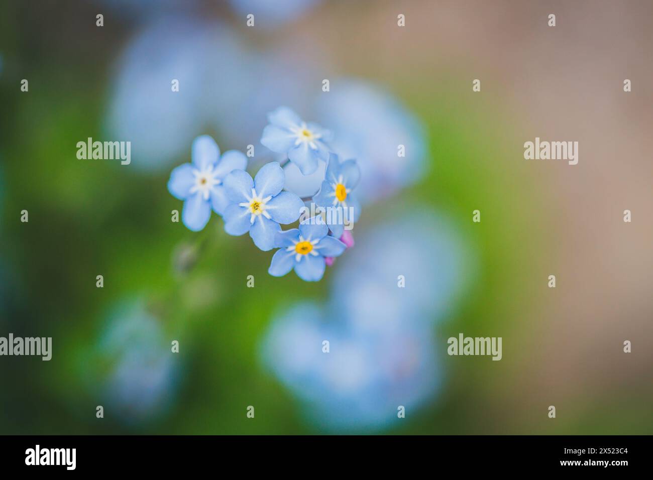 Nontiscordardime Foto Stock