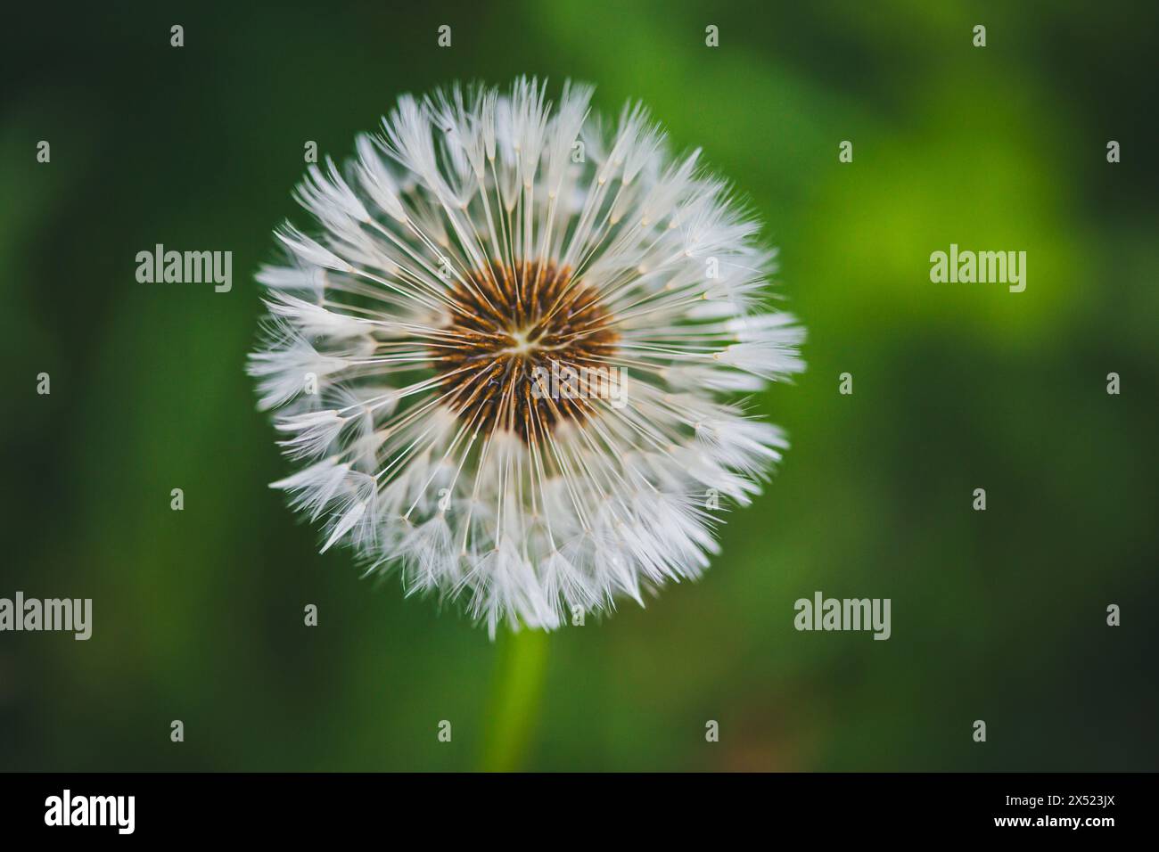 Pallone di Dandelion (Taraxum) Foto Stock