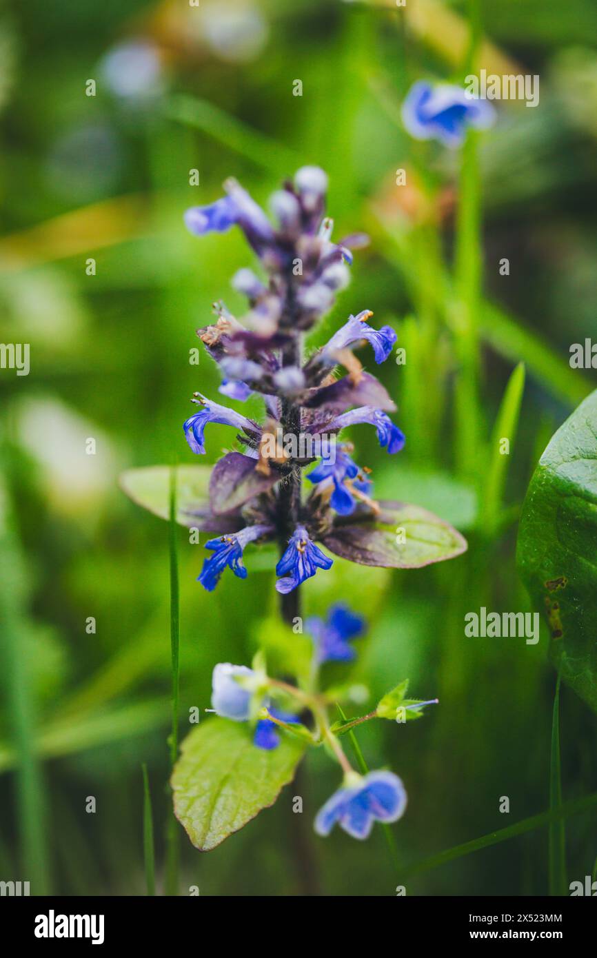 Blue bugle (Ajuga reptans) Foto Stock