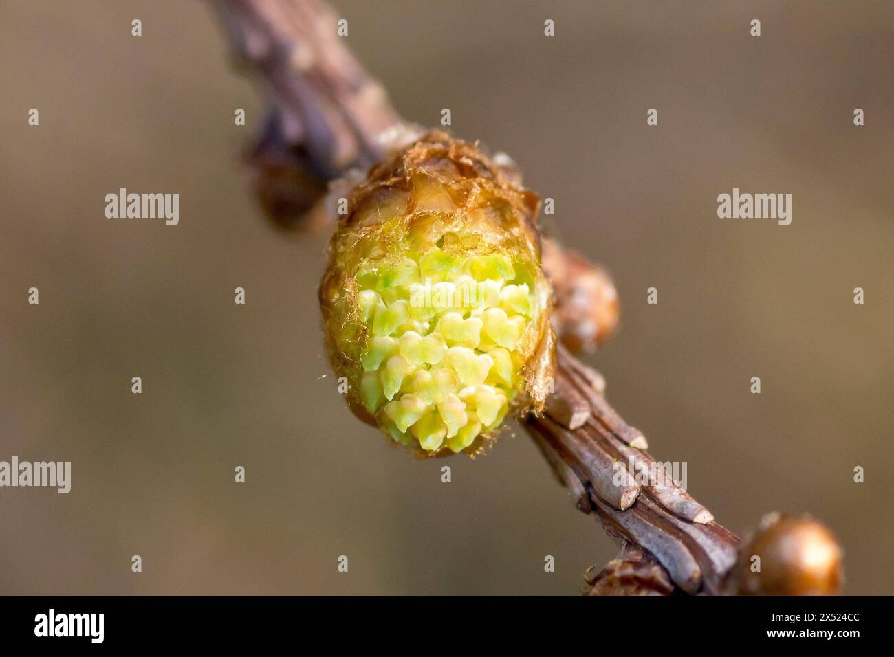 Larice, probabilmente il larice europeo (larix decidua), primo piano di un fiore maschio dell'albero che inizia ad aprirsi su un ramo durante il sole primaverile. Foto Stock