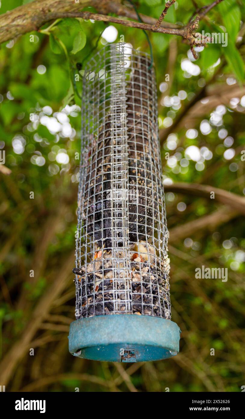 starling intrappolato nell'alimentatore per uccelli Foto Stock