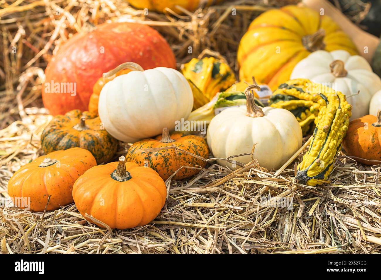 Vario assortimento di zucche, un mazzetto di zucche la parte superiore di una balla di fieno in azienda agricola biologica in vendita per essere utilizzati come decorazioni di caduta Foto Stock