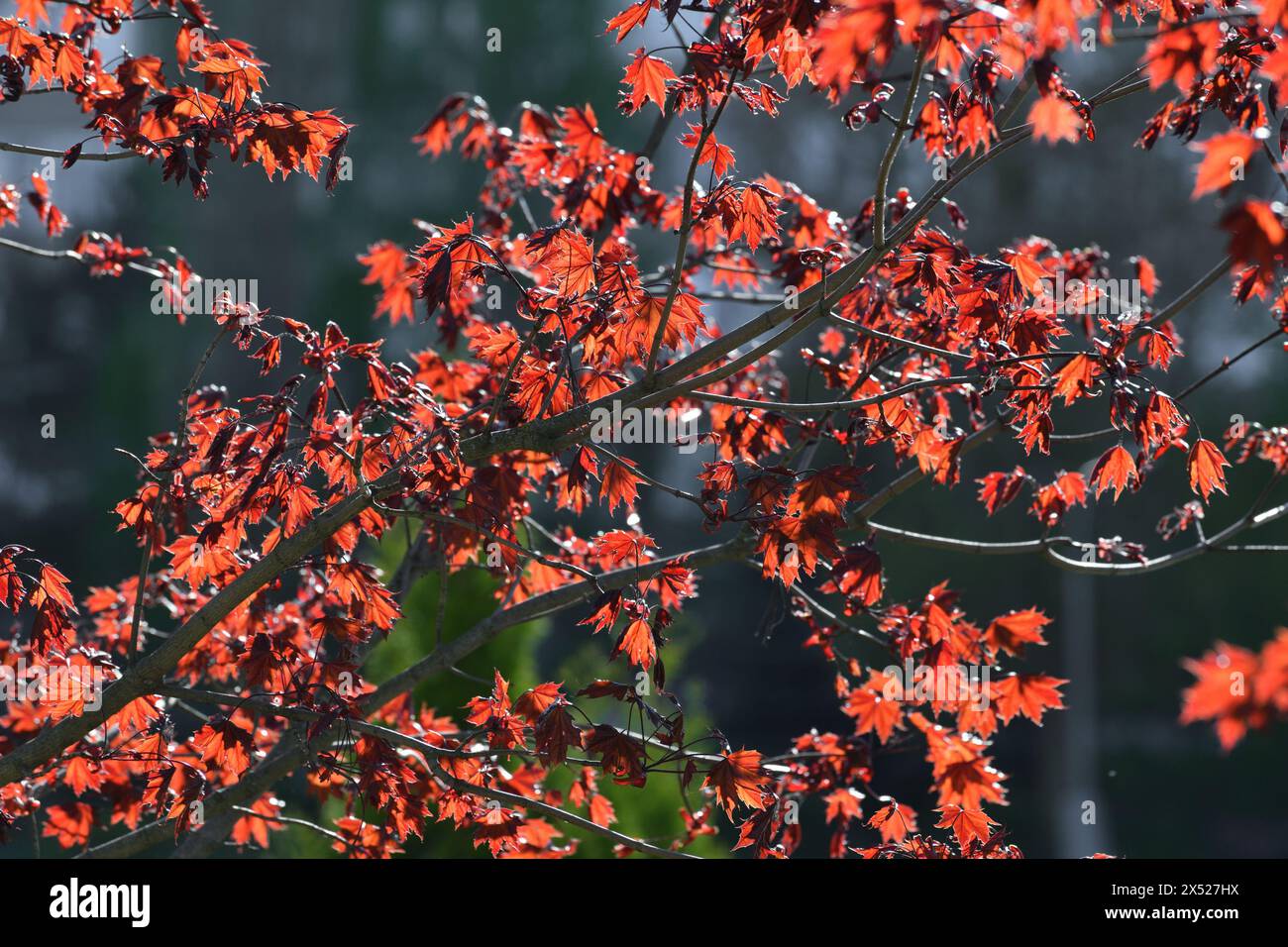 Acer platanoides è Norvegia Maple Royal rosso. Le foglie di primavera giovani sono retroilluminate Foto Stock