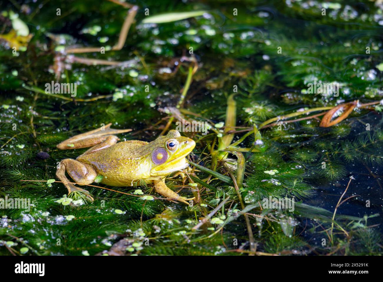 Un bullfrog americano si trova nelle acque basse di un lago del Wisconsin settentrionale. Foto Stock