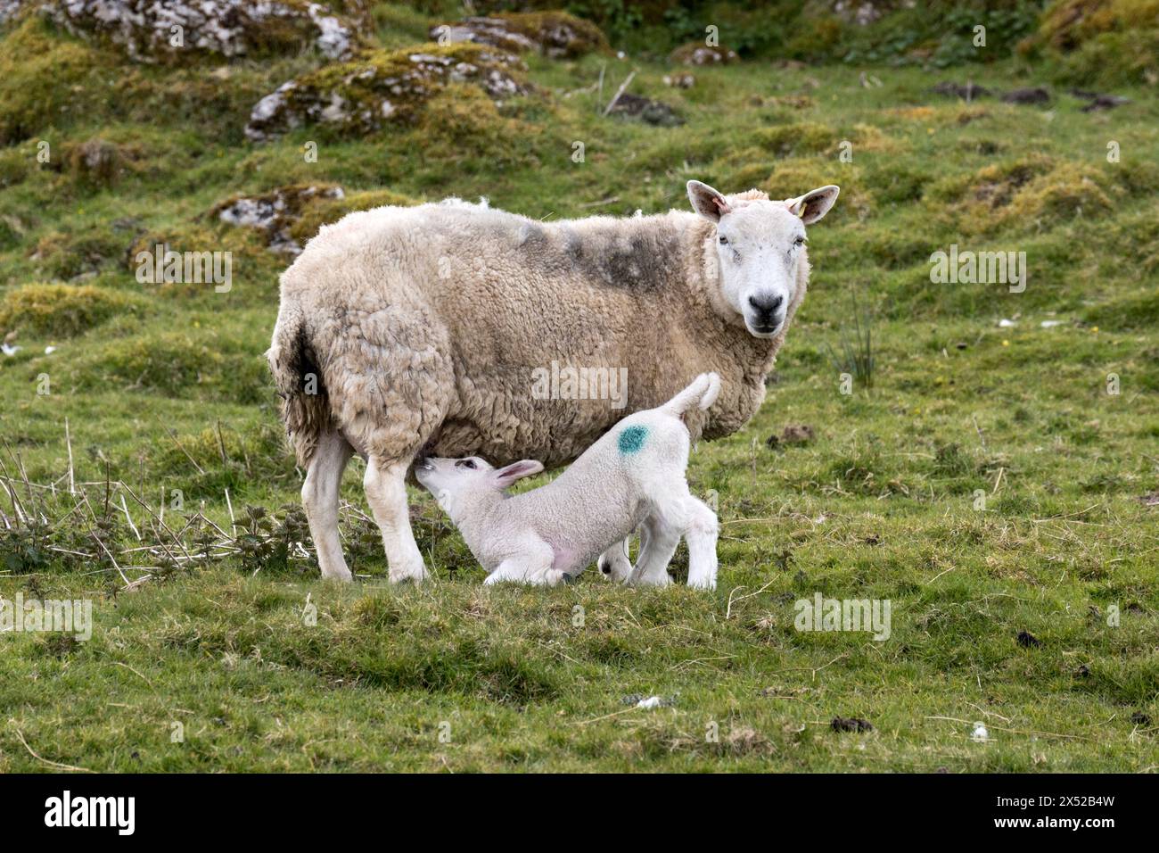 Una pecora Cheviot e il suo agnello da mangiare, Ribblehead, Yorkshire Dales National Park, Regno Unito Foto Stock