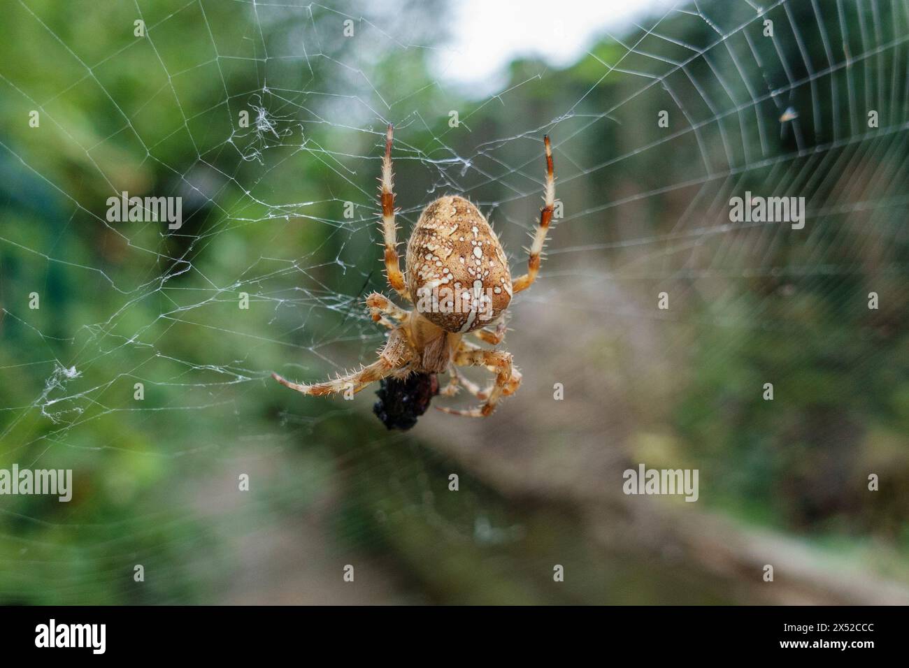 Primo piano di un ragno da giardino (Araneus diadematus) sulla sua ragnatela, in un giardino a Londra, Regno Unito. Foto Stock