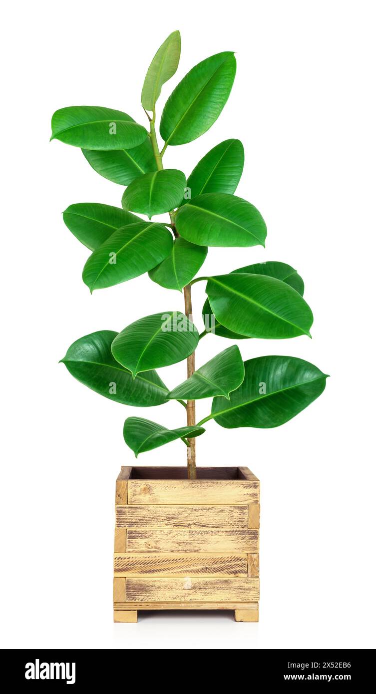 Impianto della gomma (Ficus elastica robusta) in vaso di legno su fondo bianco isolato. Foto Stock