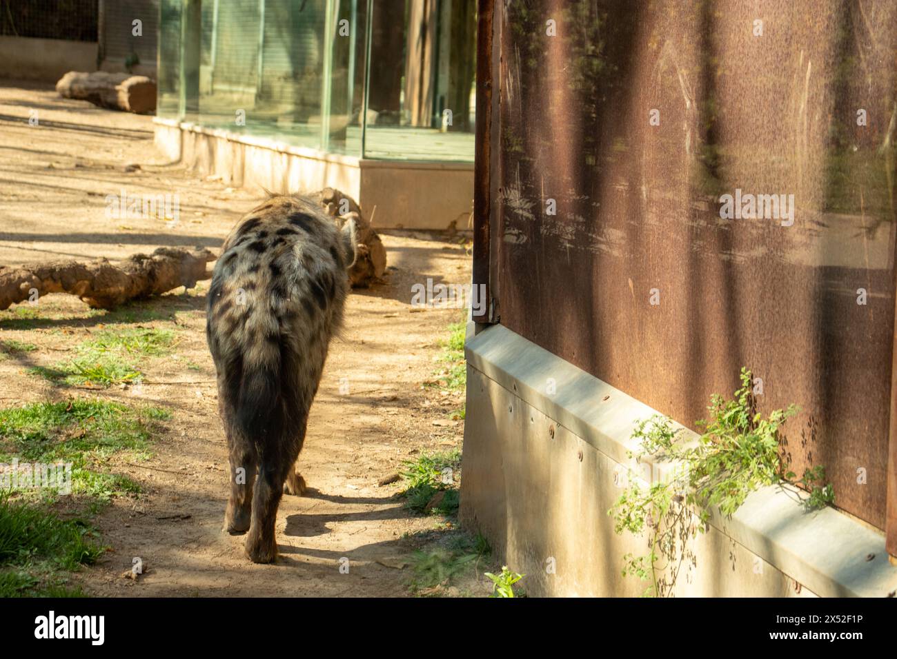 Hyaena avvistata, Crocuta crocuta in una giornata di primavera assolata allo zoo di Barcellona, Spagna, Europa, sostenibilità, conservazione dell'ambiente, protezione della biodiversità Foto Stock