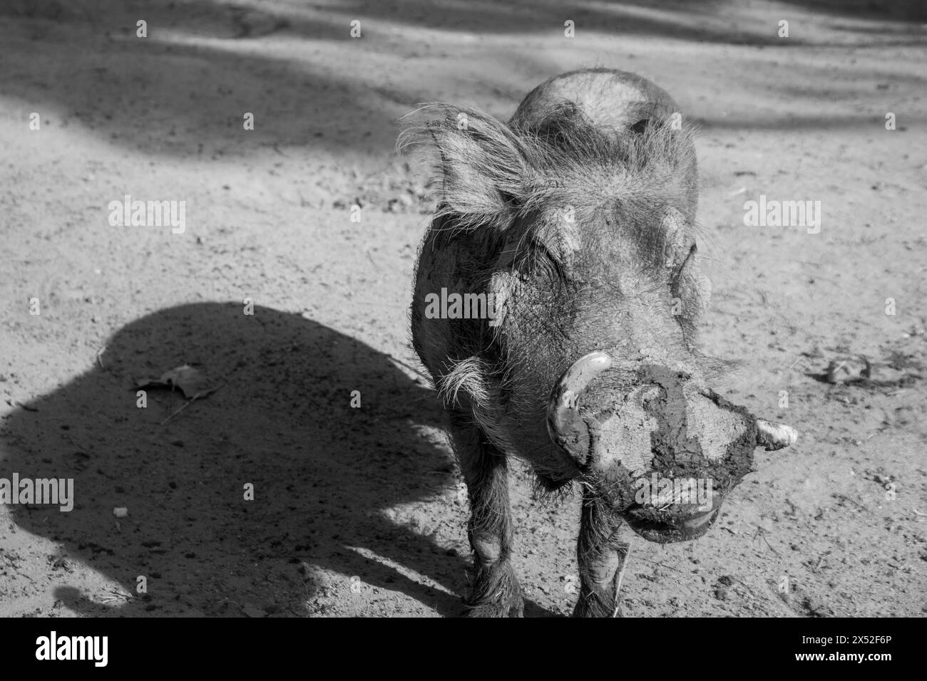 Warthog, Phacochoerus africanus, zoo di Barcellona, Spagna, Europa, sostenibilità, conservazione dell'ambiente, protezione della biodiversità Foto Stock
