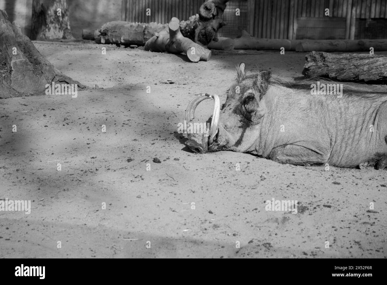 Warthog, Phacochoerus africanus, zoo di Barcellona, Spagna, Europa, sostenibilità, conservazione dell'ambiente, protezione della biodiversità Foto Stock
