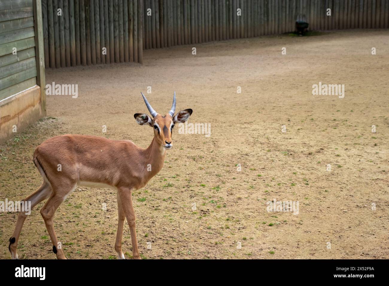 Impala dalla faccia nera, Aepyceros melampus petersi, zoo di Barcellona, Spagna, Europa, sostenibilità, conservazione dell'ambiente, tutela della biodiversità Foto Stock