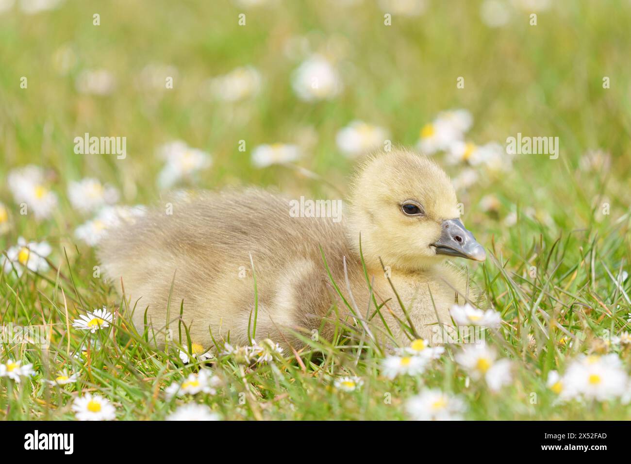 Gosling al Lakeside Country Park, Eastleigh, Hampshire Foto Stock