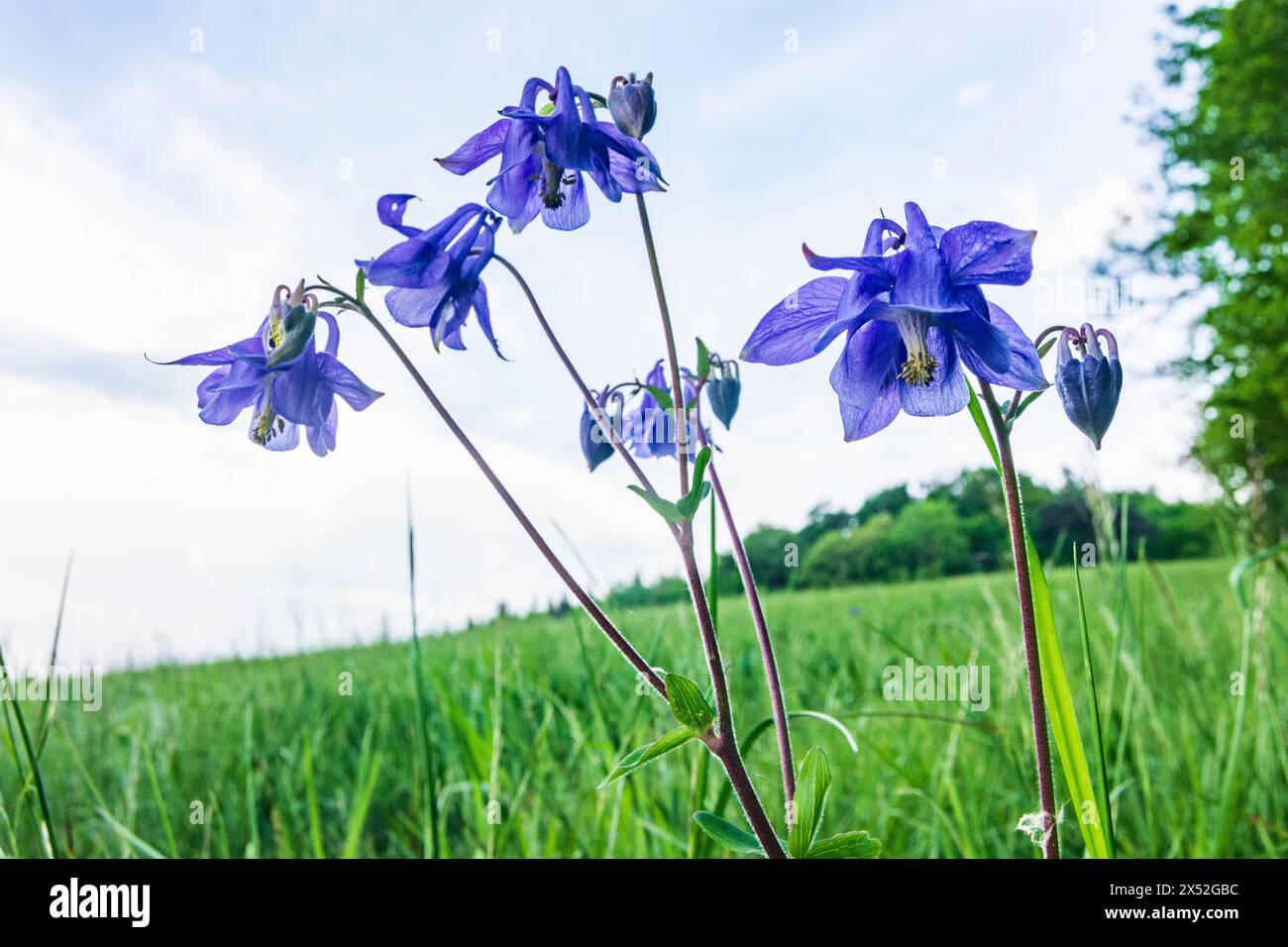 Alland: Aquilegia vulgaris (Gemeine Akelei) è una specie di columbine originaria dell'Europa con nomi comuni che includono: colombina europea, colu comune Foto Stock