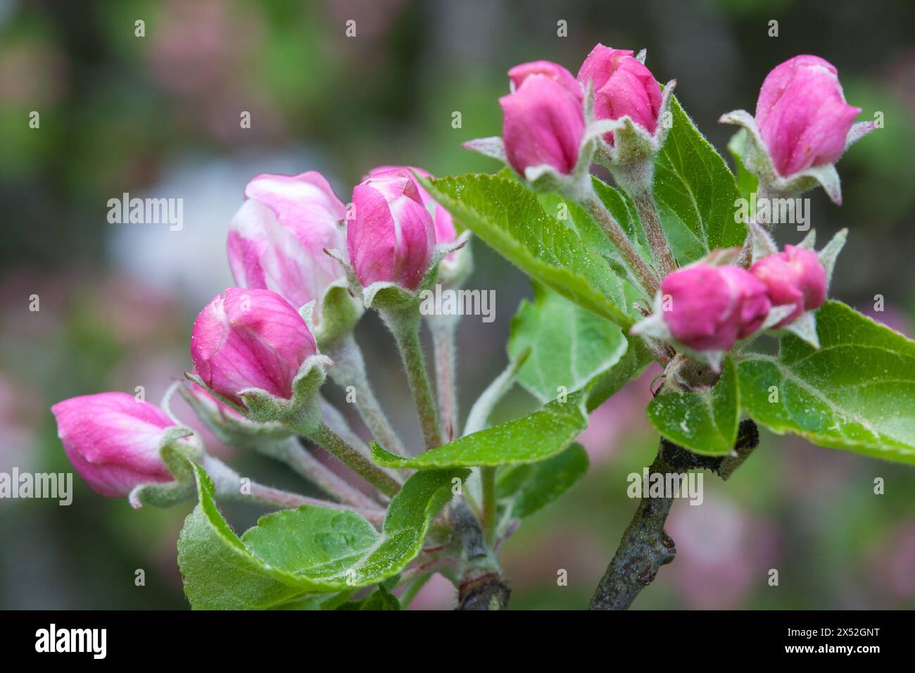 Delicati fiori rosa adornano il melo, in attesa di frutti futuri. Foto Stock