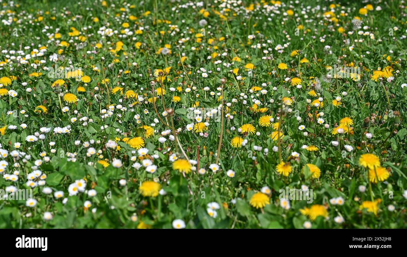 Un prato pieno di fiori in primavera. Erba e fiori crescono nel parco. Fiori gialli e bianchi in natura. Dente di leone e margherita. Foto Stock