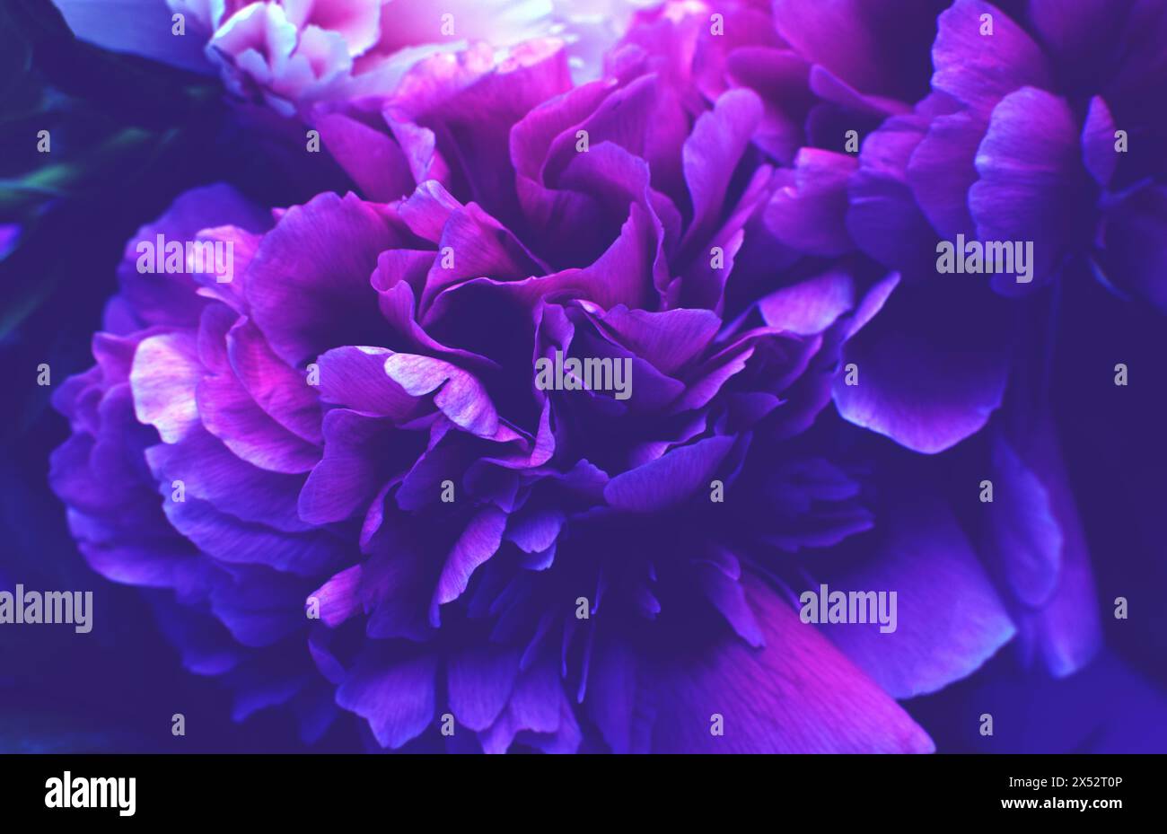 Splendido sfondo floreale con primo piano di peonie viola Foto Stock