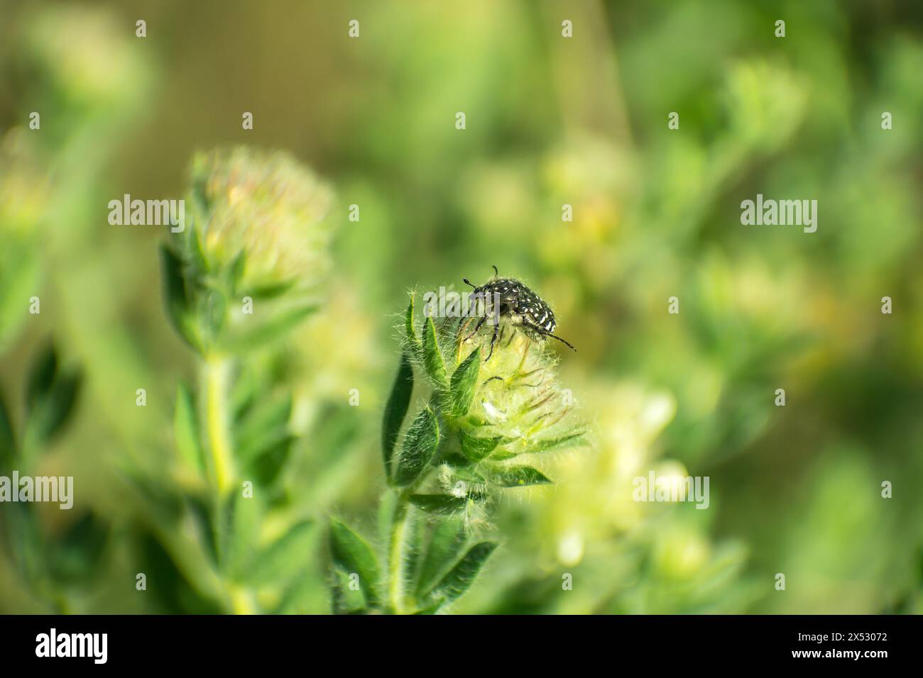 Detalles en macro con bichos Foto Stock