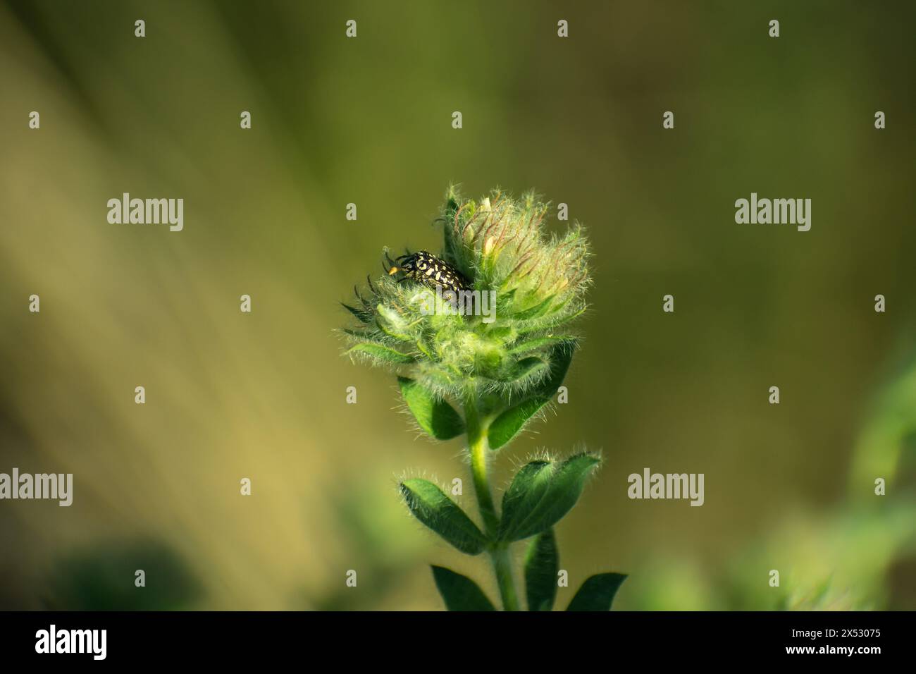 Detalles en macro con bichos Foto Stock