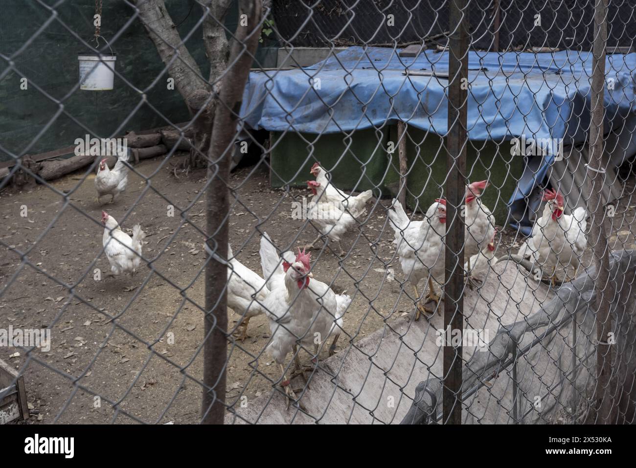 Una penna piena di polli bianchi in attesa che il cibo venga gettato contro di loro Foto Stock