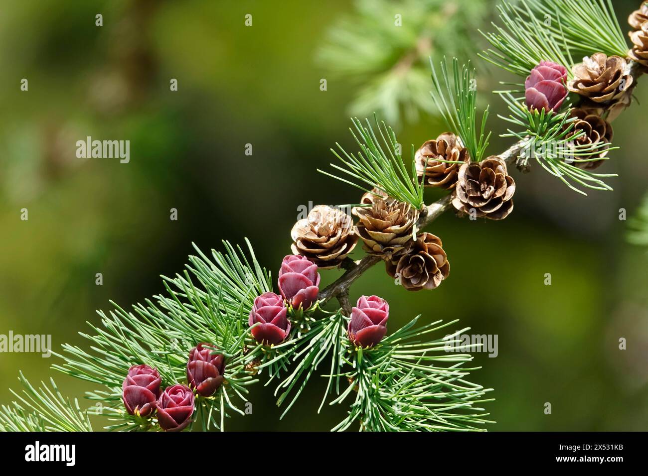 American Larch, Spring, Germania Foto Stock