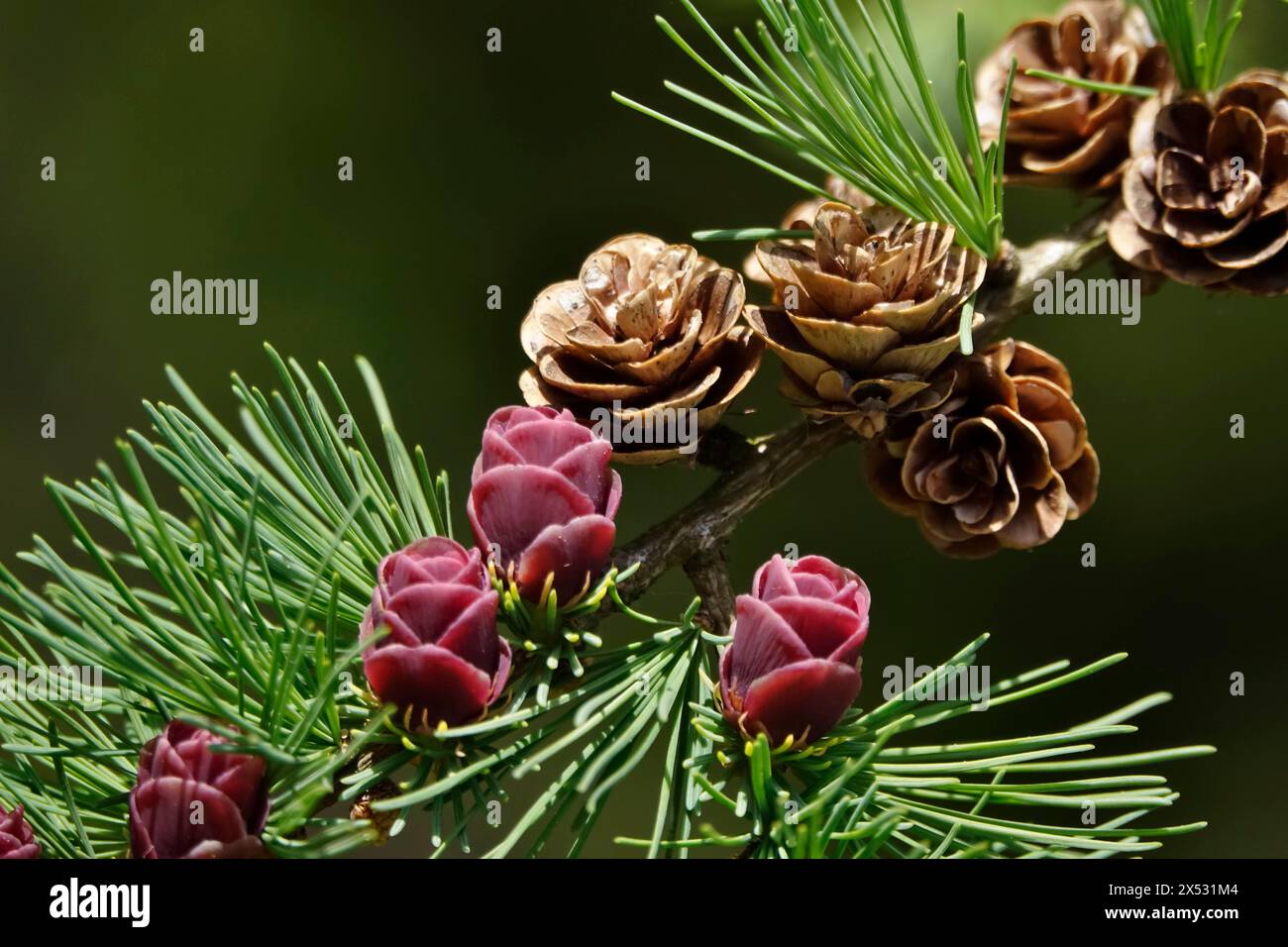 American Larch, Spring, Germania Foto Stock