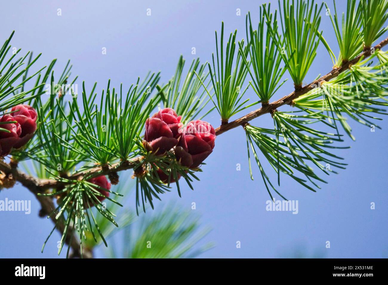American Larch, Spring, Germania Foto Stock