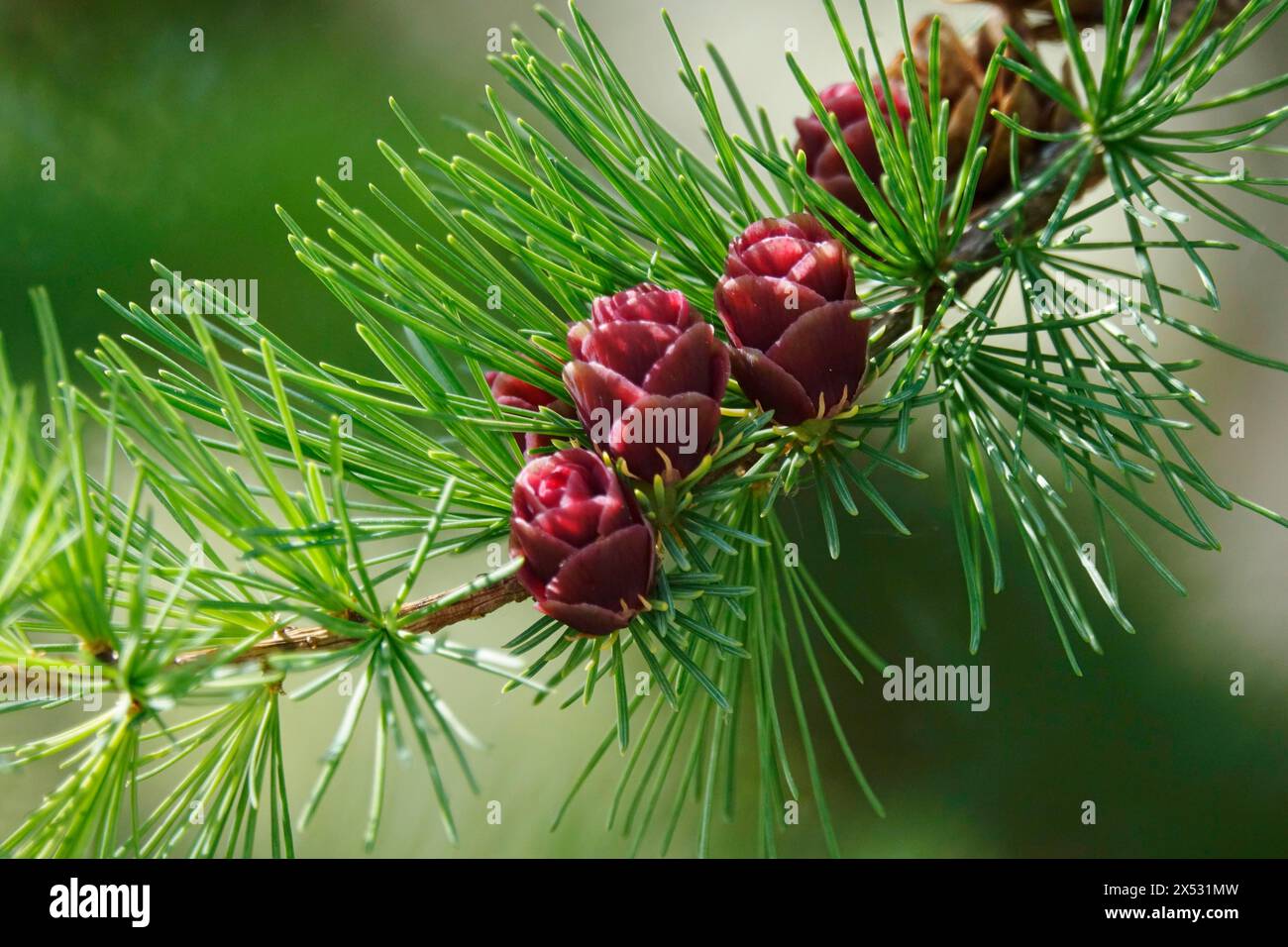 American Larch, Spring, Germania Foto Stock