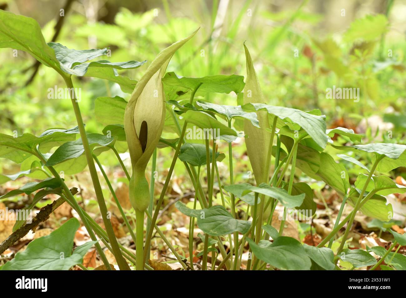 Foglie e fiori dell'arum comune (Arum maculatum) nella foresta del parco nazionale Hunsrueck-Hochwald, Renania-Palatinato, Germania Foto Stock